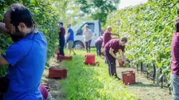 Ramuscello. Vendemmia presso l'omonima Cantina.
