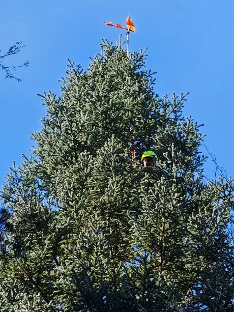 La Dane di Paularo, albero autoctono più alto d’Italia