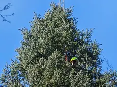 La Dane di Paularo, albero autoctono più alto d’Italia