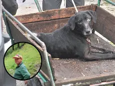 Uno dei tre cani recuperati dentro l’abitazione da veterinari e vigili del fuoco, prima di trasferirlo al canile di Tolmezzo foto petrussi