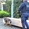 Il cane Keila durante i controlli della polizia locale di Pordenone