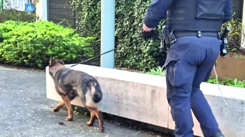Il cane Keila durante i controlli della polizia locale di Pordenone