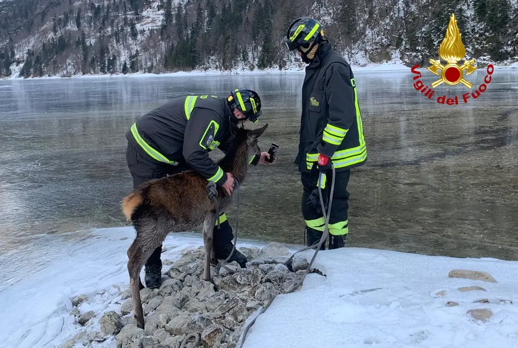 L'animale portato a Riva