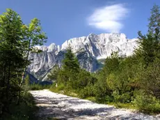 Una veduta della Foresta di Tarvisio