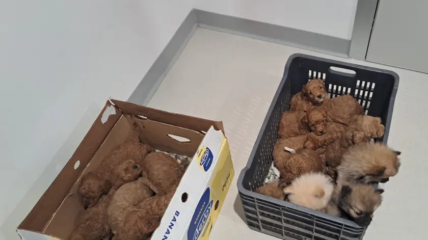 I cuccioli di barboncino e di volpino salvati in A4