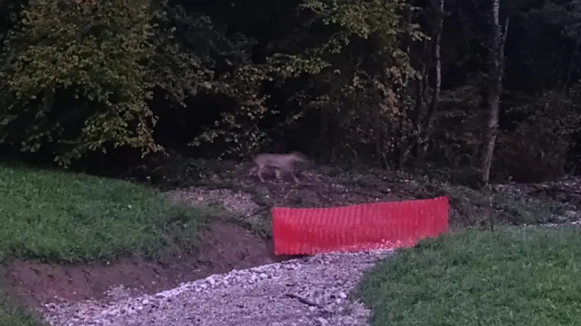 Segnalati alcuni lupi vicino alle abitazioni