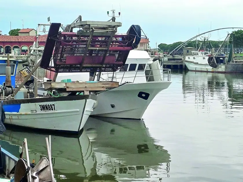 È dal 2013 che nel litorale le vongole della specie Chamelea gallina non si pescano più