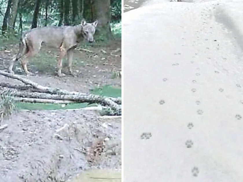 Un lupo fra i boschi e le tracce lasciate da un branco vicino all’abitato di Villa Santina