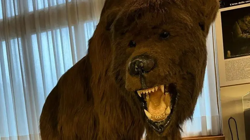 La ricostruzione dell'orso preistorico, comparso a Pradis 700 mila anni fa