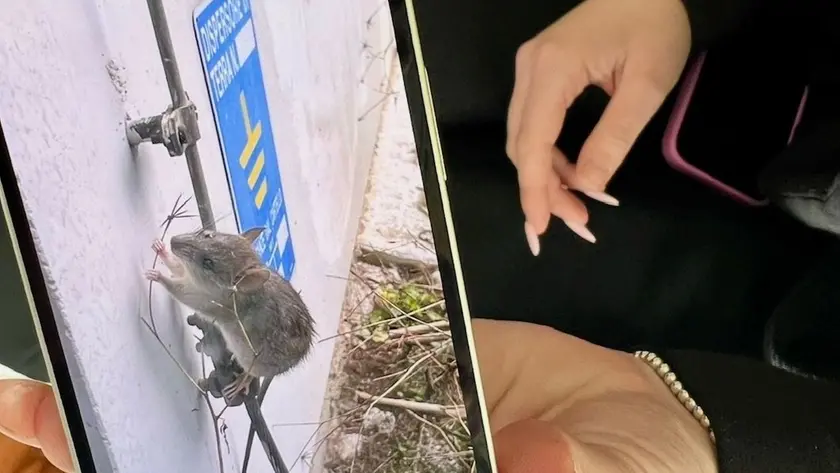 Uno dei topi immortalato dal telefonino di una studentessa