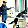 Il cane Zico del Nucleo carabinieri cinofili di Torreglia, in provincia di Padova, impiegato per i controlli antidroga all’Isis D’Aronco