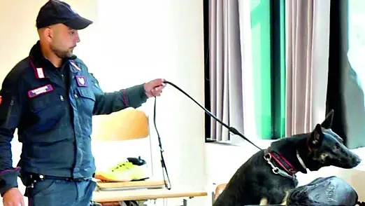 Il cane Zico del Nucleo carabinieri cinofili di Torreglia, in provincia di Padova, impiegato per i controlli antidroga all’Isis D’Aronco