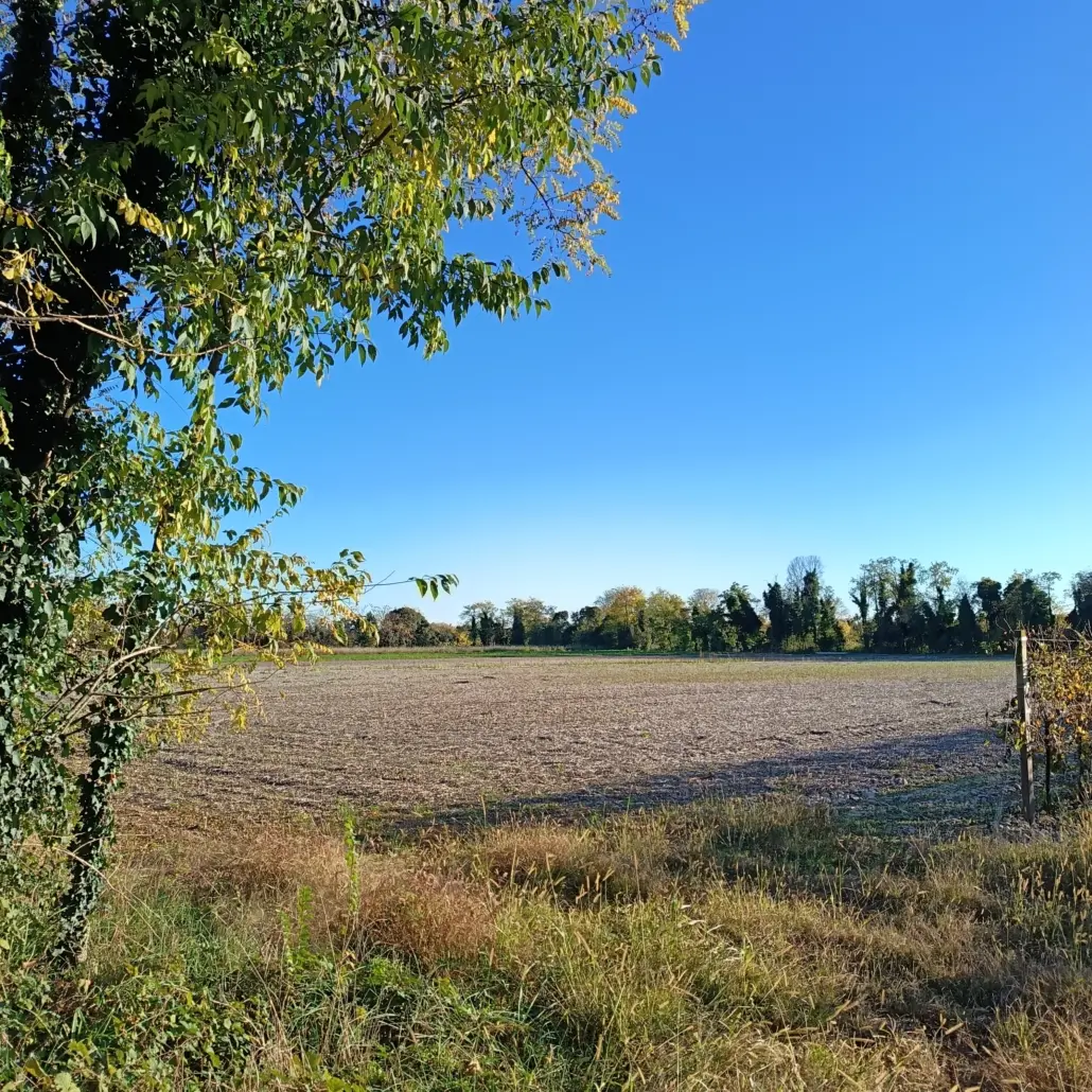 Dove sorgerà il bosco a lei dedicato