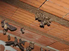 L'ex Cuor di Treviso sarà demolito solo dopo aver effettuato il censimento dei pipistrelli