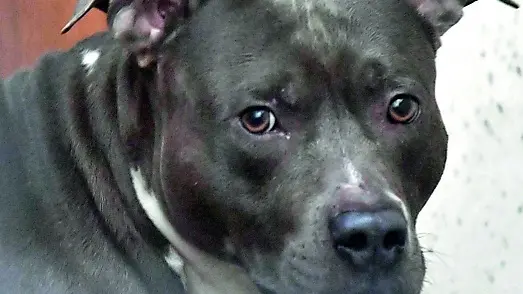 Un pitbull, il cane che ha aggredito la 49enne di Cormons