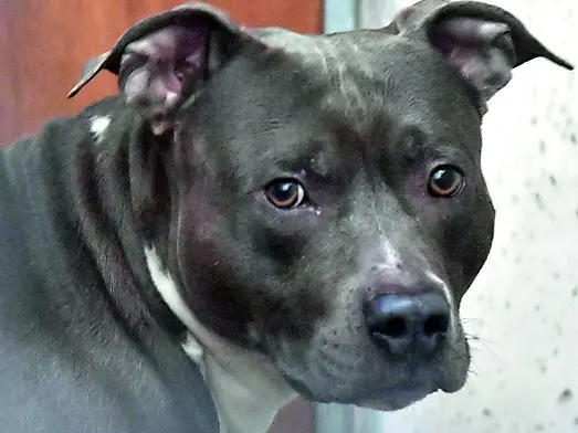 Un pitbull, il cane che ha aggredito la 49enne di Cormons