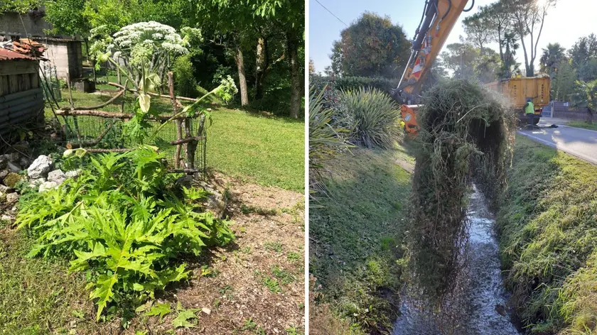 I vari interventi rientrano in una strategia regionale per il contrasto alle specie esotiche invasive