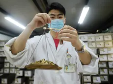 Yangzhou, medicina tradizionale cinese, preparazioni di nuovi farmaci di prevenzione per l'influenza