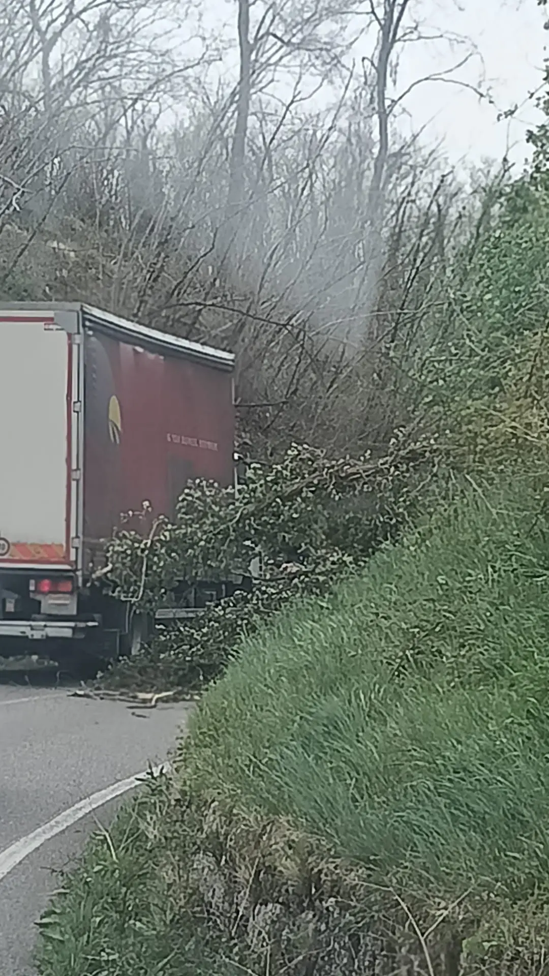 Un albero crollato sulla strada a Pinzano al Tagliamento