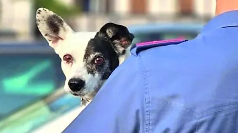 Un cane recuperato dai carabinieri