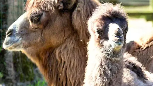 La piccola Fosca è l'ultima nata allo zoo di Lignano