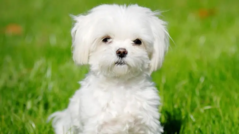 Un esemplare di razza maltese (foto d'archivio)