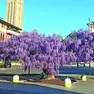 Il glicine in piazza della Vittoria a Cordenons