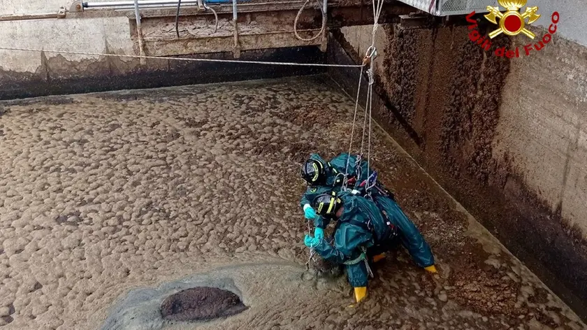 I vigili del fuoco mentre tentano di evitare che l'animale anneghi nella vasca di liquami