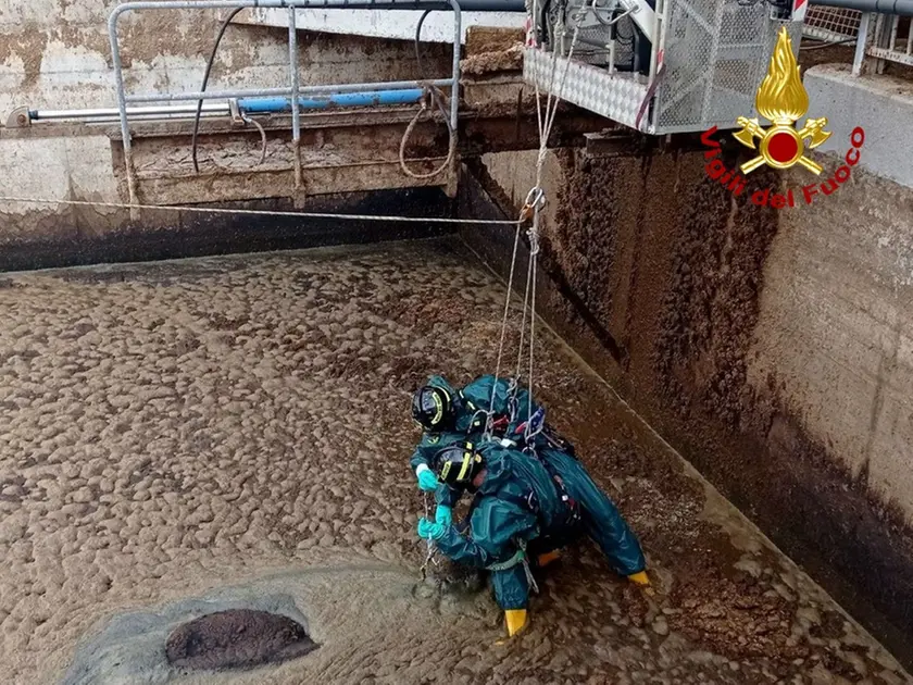 I vigili del fuoco mentre tentano di evitare che l'animale anneghi nella vasca di liquami