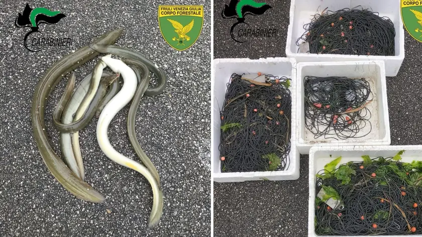 Alcuni degli esemplari di anguilla catturati abusivamente dal pescatore