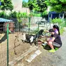 La piccola fattoria in via Cappuccini a Pordenone dovrà essere sgomberata: non rispetta il regolamento di igiene