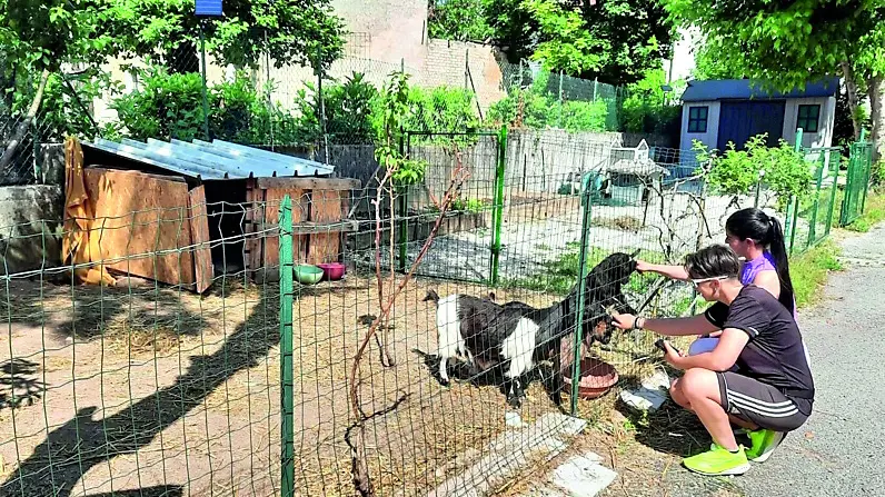 La piccola fattoria in via Cappuccini a Pordenone dovrà essere sgomberata: non rispetta il regolamento di igiene