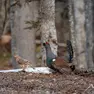 Il gallo cedrone, una specie in Friuli in difficoltà