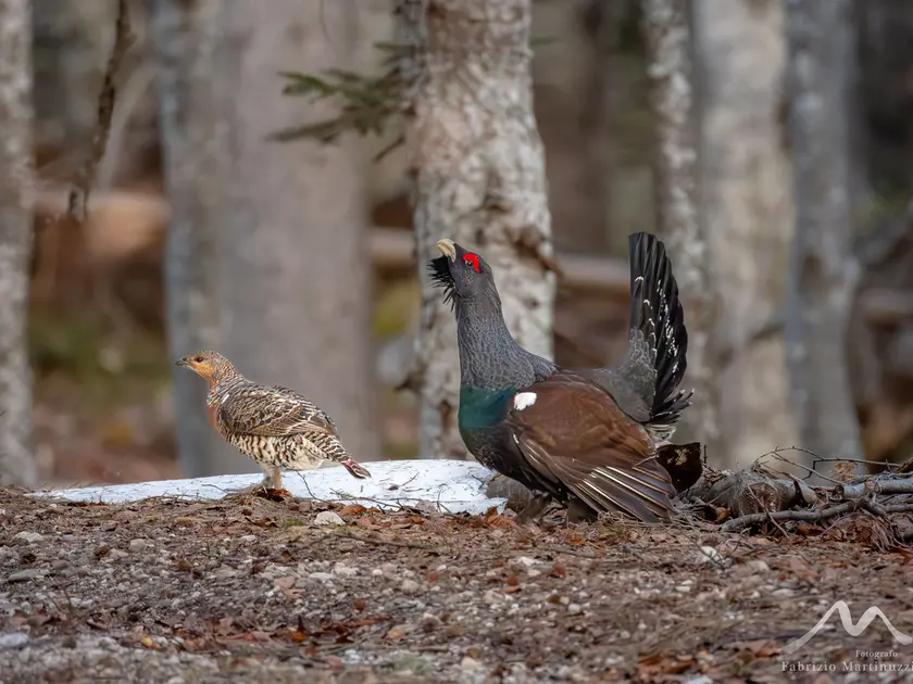 Il gallo cedrone, una specie in Friuli in difficoltà