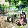 La piccola fattoria a Pordenone che ha ricevuto un avviso di sgombero