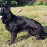 Ecco Oasis, il cane-vigile in arrivo a Udine