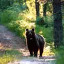 E' stato avvistato un orso sull'Altopiano di Asiago (foto di repertorio di un orso avvistato in Trentino)