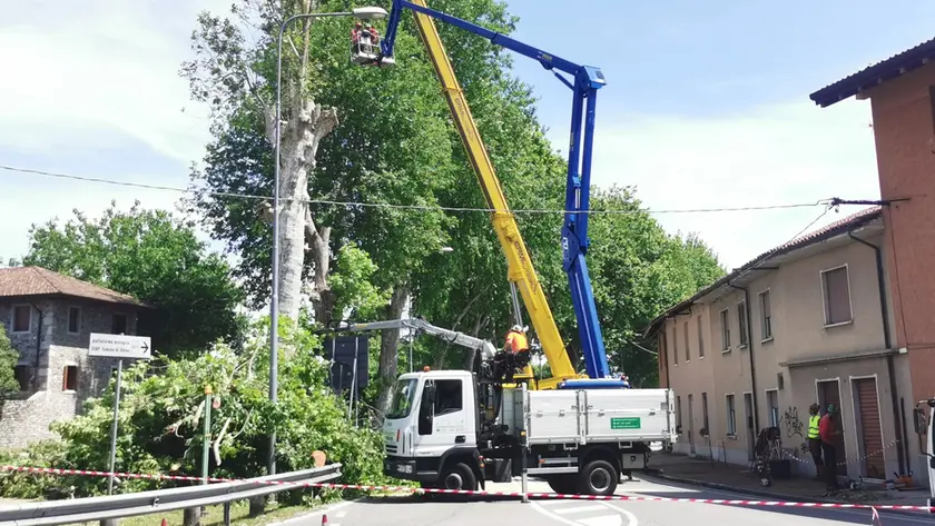 L'abbattimento dei platani (Petrussi)