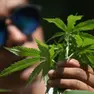 A incastrare il 37enne, trovato con sette piantine di marijuana in casa, è stata la segnalazione della zia