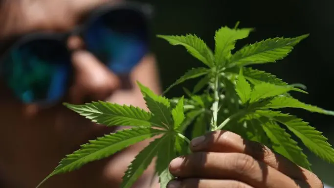 A incastrare il 37enne, trovato con sette piantine di marijuana in casa, è stata la segnalazione della zia