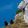 Stambecchi in una delle aree naturali protette regionali del Friuli Venezia Giulia