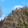 I boschi di Colle Picotta invasi dal bostrico