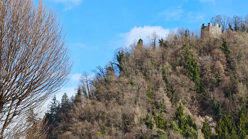 I boschi di Colle Picotta invasi dal bostrico