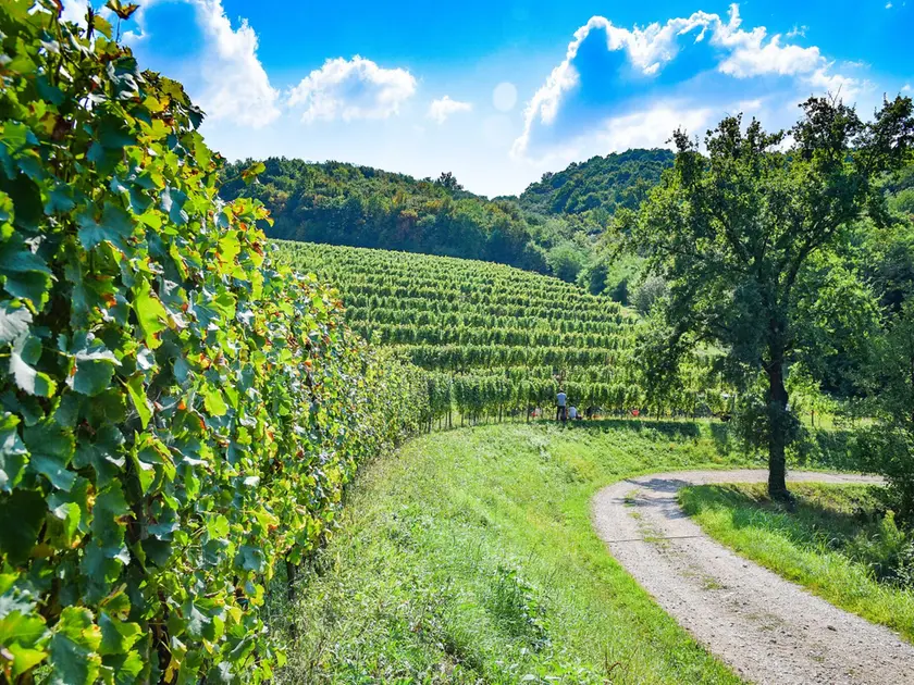 Foto tratta dal sito Cantine aperte Fvg