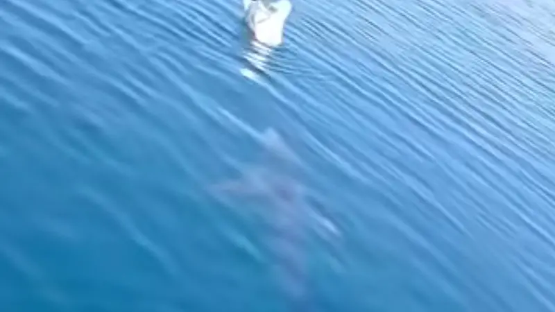 Lo squalo mentre si avvicina al gabbiano: in un video l'attacco