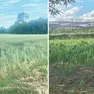 Campi e frutteti colpiti dalla grandine nel Pordenonese: i danni sono ingenti