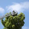 La cornacchia che spaventa i cittadini di Pordenone ha fatto il nido