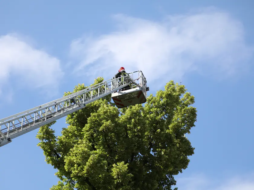 La cornacchia che spaventa i cittadini di Pordenone ha fatto il nido