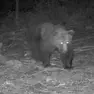 L’orso avvistato lungo la strada che da Lusevera sale verso Villanova delle Grotte