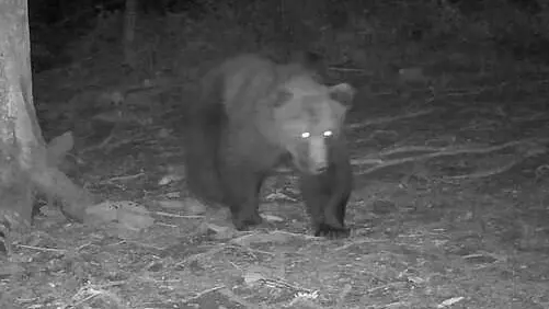 Un orso si aggira in Alta Val Torre: «Ha tra i 3 e 6 anni, ecco come si muove»